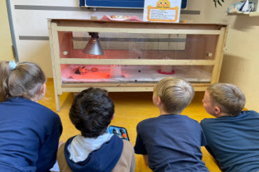 Kleine Küken ganz groß – Hühnerprojekt